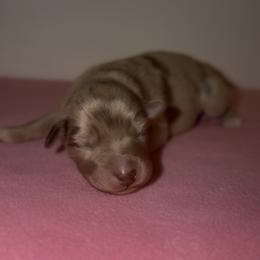 Jellybean - Red merle male Australian Shepherd puppy in Windsor, New York from Double B Aussies
