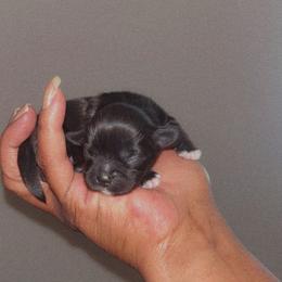 Mr.Chocolate Bar - Chocolate male Shih Tzu puppy in Chapel Hill, North Carolina from A Handful of Love Breeders.LLC