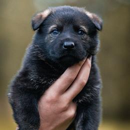 Kobra - Sable female German Shepherd puppy in Salem, Ohio from von den Kilöff Working German Shepherds