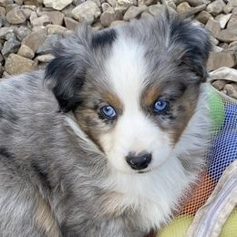 Miniature Australian Shepherd and Toy Australian Shepherd Puppies from Rye Hill Aussies