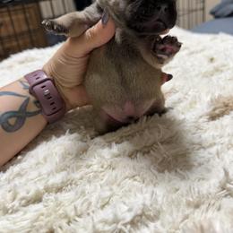 French Bulldog Puppies from B’s Frenchies