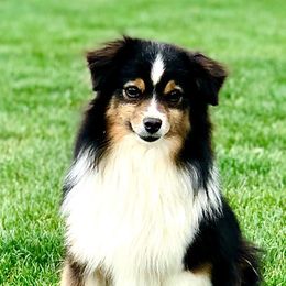 Miniature Australian Shepherds, Pembroke Welsh Corgis, and Toy Australian Shepherds from Spring Creek Aussies + Corgis