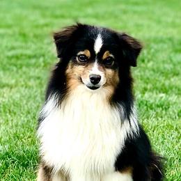 Miniature Australian Shepherds, Pembroke Welsh Corgis, and Toy Australian Shepherds from Spring Creek Aussies + Corgis