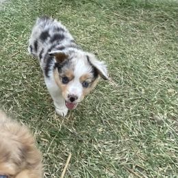 Toy Australian Shepherd Puppies from CincoRanch Toy Aussies