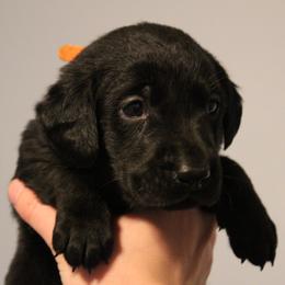 Golden Retriever and Labrador Retriever Puppies from Trenlock Kennels