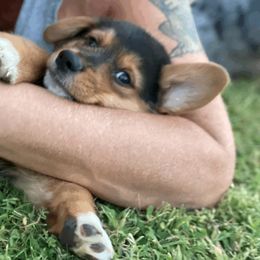 American Corgi and Pembroke Welsh Corgi Puppies from Royal Blue Corgis