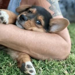 American Corgi and Pembroke Welsh Corgi Puppies from Royal Blue Corgis
