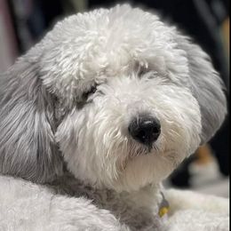 Goldendoodles, Poodles, and Sheepadoodles from Brewer's Goldendoodles & Sheepadoodles
