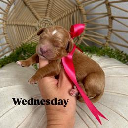 Wednesday - Red female Cavapoo puppy in Herriman, Utah from Gypsi Doodles & Poodles LLC.