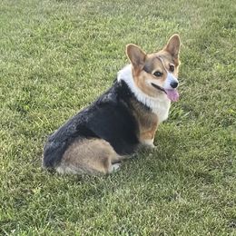 Zoe - Pembroke Welsh Corgi