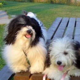 Havanese from Quickstep's Havanese