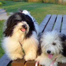 Havanese from Quickstep's Havanese