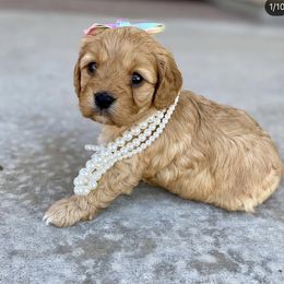 Bernedoodle and Cavapoo Puppies from Sugar Doodles Pups