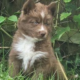 Kilo - Red and white male Siberian Husky puppy in Louisville, Kentucky from Wild Hunt Huskies