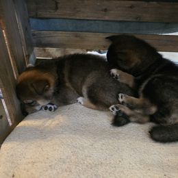 Shiba Inu Puppies from ScrapiShibas