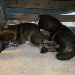 Shiba Inu Puppies from ScrapiShibas
