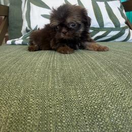 Isabella - Liver female Shih Tzu puppy in Burlington, North Carolina from Nancy’s Lil’Shih Tzus