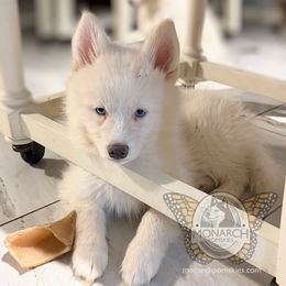 Monarch Chief - White male Pomsky puppy in Greeley, Colorado from Monarch Pomskies | Northern Colorado