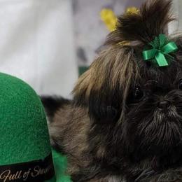 Shih Tzus from Southern Breeze Shihtzus