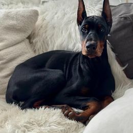 Doberman Pinscher Puppies from Ruiz Dobermans