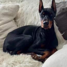 Doberman Pinscher Puppies from Ruiz Dobermans
