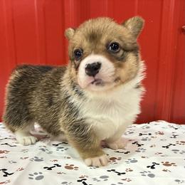 Sophie - White and red female Pembroke Welsh Corgi puppy in Fayetteville, Tennessee from Sulphur Springs Corgis