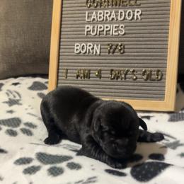 Blackbird, orange collar - Black male Labrador Retriever puppy in Longmont, Colorado from Cornwell Labradors