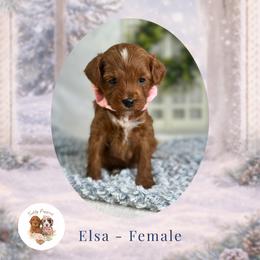 Elsa - Red  female Goldendoodle puppy in Canton, Georgia from Teddy Puppies