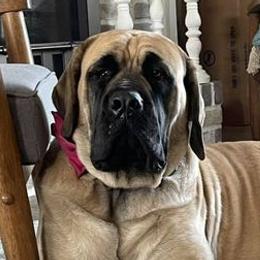 Mastiffs from Clearbrook Mastiffs