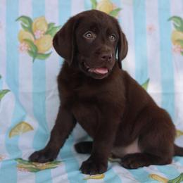 Magnolia - Chocolate female Labrador Retriever puppy in Williamston, South Carolina from Dutton Dog Co & Dalla Grazia Doberman