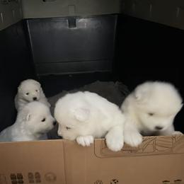 Samoyed puppies from Imperial Samoyeds