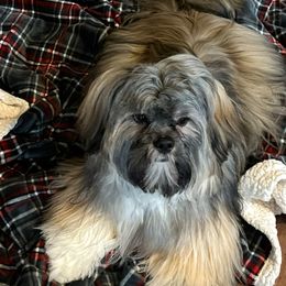 Henry - Lhasa Apso