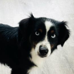 Miniature Australian Shepherd puppies from Joyfulpuppies