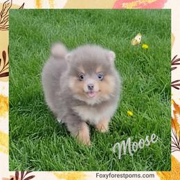 Moose - Chocolate and tan male Pomeranian puppy in Eatonville, Washington from Foxy Forest Poms