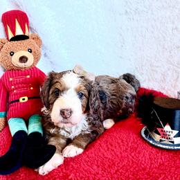 Mouse Queen - female Golden Mountain Doodle puppy in Victoria, Texas from Deidre's Doodles