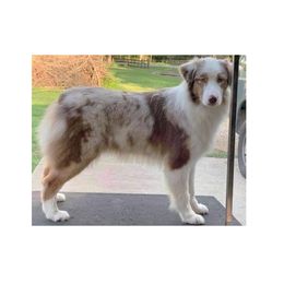 Cassie - Miniature Australian Shepherd