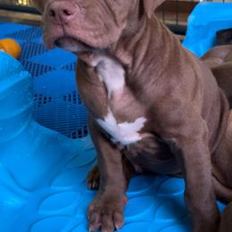 American Bully Puppies from TEXAS BULLY FAMILY