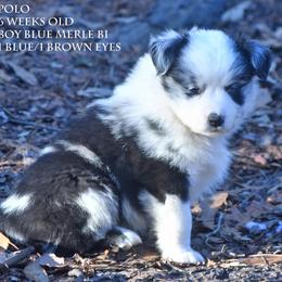 Polo - Blue merle male Miniature Australian Shepherd puppy in Patterson, North Carolina from DreamLine Aussies