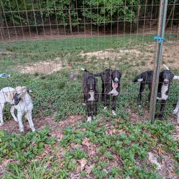 Borzoi puppies from Ryhka Borzoi