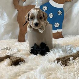 Black Collar Male - Apricot male Goldendoodle puppy in Bradenton, Florida from Suncoast Goldendoodles