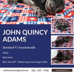 John Quincy Adams - Blue merle male Aussiedoodle puppy in Asheboro, North Carolina from Stellar Aussies