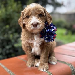 Sky - Caramel male Australian Labradoodle puppy in Citrus Heights, California from Elite Blend Labradoodles