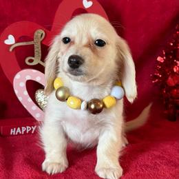 Bridget - Cream female Dachshund puppy in Lincoln, Arkansas from Red Dirt Dachshunds
