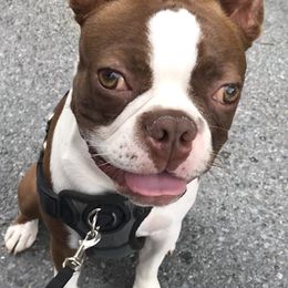Skeeter - Boston Terrier