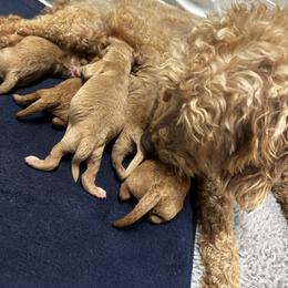Goldendoodle puppies from Wischmeier’s Doodles