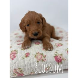 Blossom - Red  female Goldendoodle puppy in Smithfield, Kentucky from KBK9 Kennels