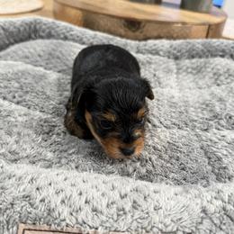 Yorkshire Terrier puppies from Dana's Yorkshire Terriers