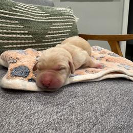 Pink Collar Female - Yellow female Labrador Retriever puppy in Gainesville, Georgia from Rucker Retrievers