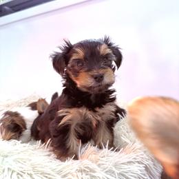 Picket - Black and tan male Yorkshire Terrier puppy in Ballston Spa, New York from pupstatenewyorkies
