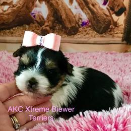 Small girl - Black tan and white female Biewer Terrier puppy in Jonestown, Pennsylvania from AKC Xtreme Biewer Terriers...
